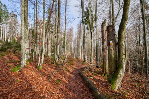 Gemeinde Sankt_Oswald-Riedlhütte Landkreis Freyung-Grafenau Großer Rachel Wanderweg (Dirschl Johann) Deutschland FRG